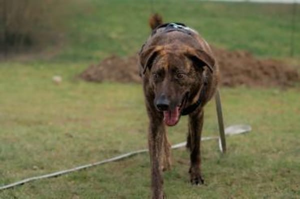 MOJI - treue Seele sucht sein zu Hause