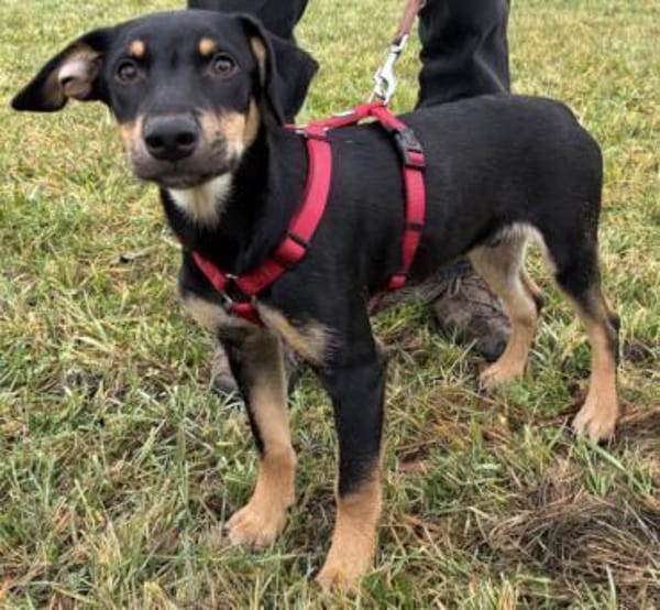 Süsses Hundekind Cai!