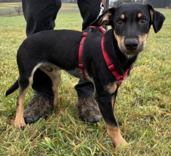 Süsses Hundekind Cai!