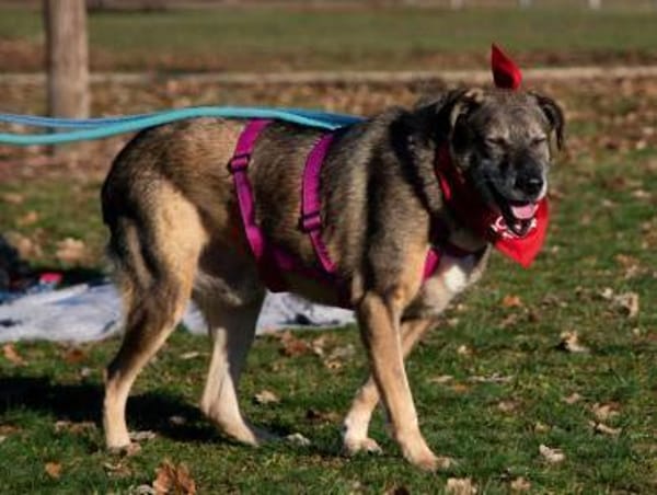 BAAKO * lieber Senior, genügsam