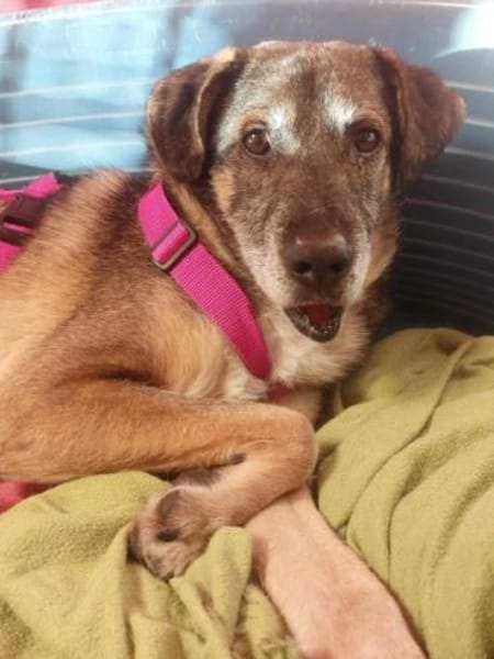 BAAKO * lieber Senior, genügsam