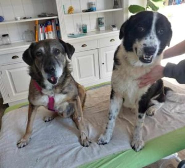 BAAKO * lieber Senior, genügsam