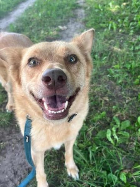 MADLYN  * tolle Hündin mit Potenzial