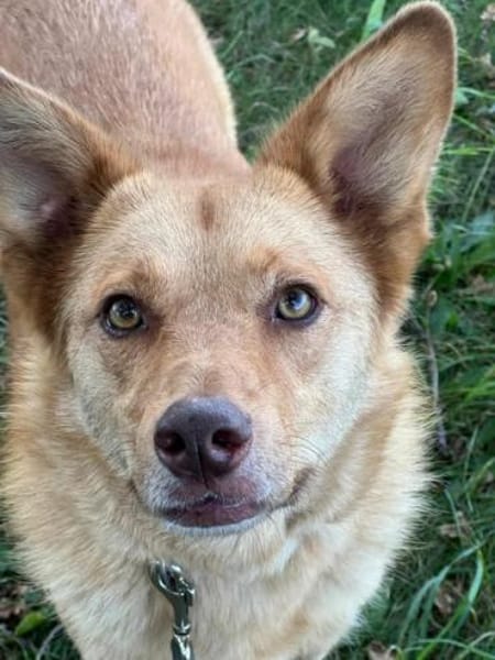 MADLYN  * tolle Hündin mit Potenzial