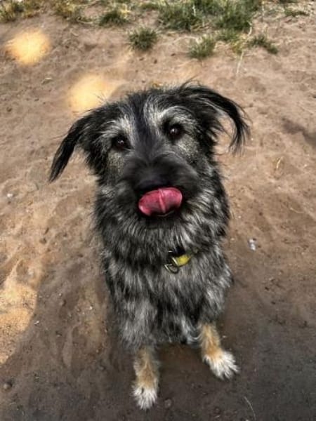 NICO -sportlicher Junghund-