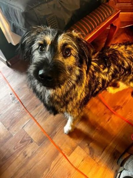 NICO -sportlicher Junghund-