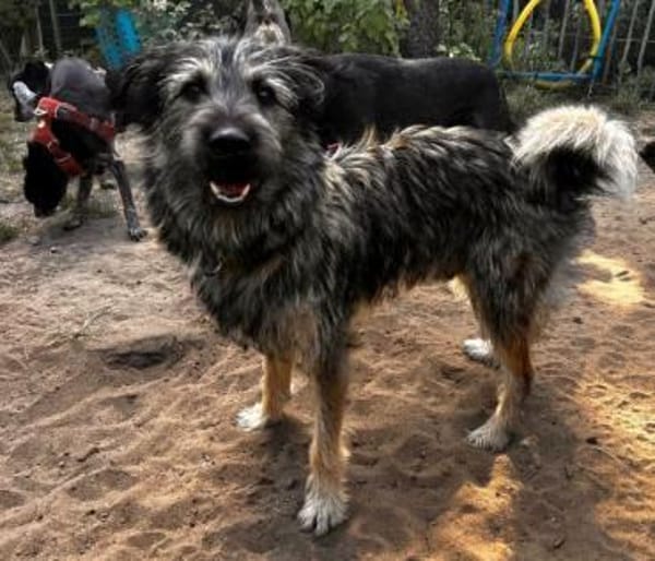 NICO -sportlicher Junghund-