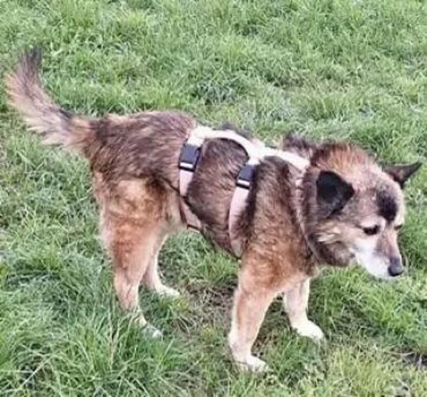 CARLSON -unkompliziert & verschmust-