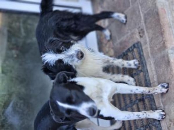 Zuckerschnute Cupcake sucht Ihr Zuhause