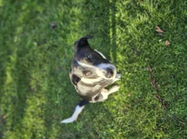 Zuckerschnute Cupcake sucht Ihr Zuhause