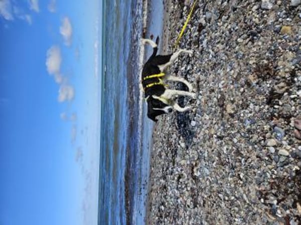 Zuckerschnute Cupcake sucht Ihr Zuhause