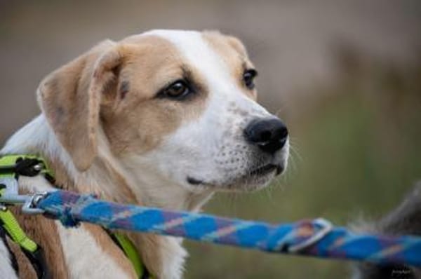 Sanfter Nico sucht seine Menschen