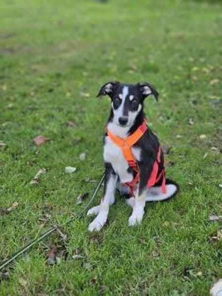 der hübsche Percy sucht seine Familie