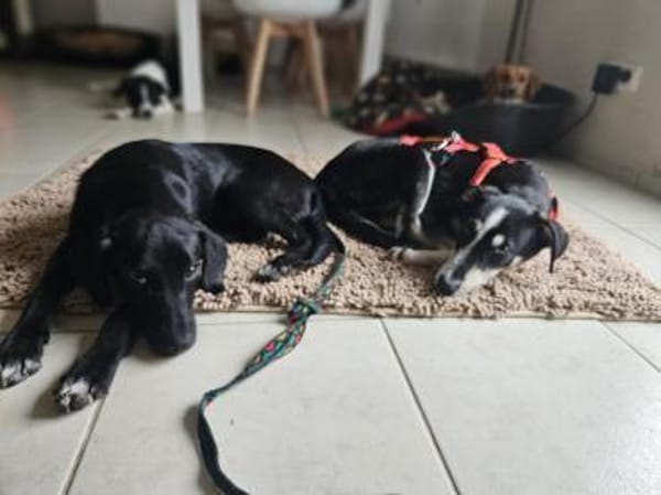 der hübsche Percy sucht seine Familie