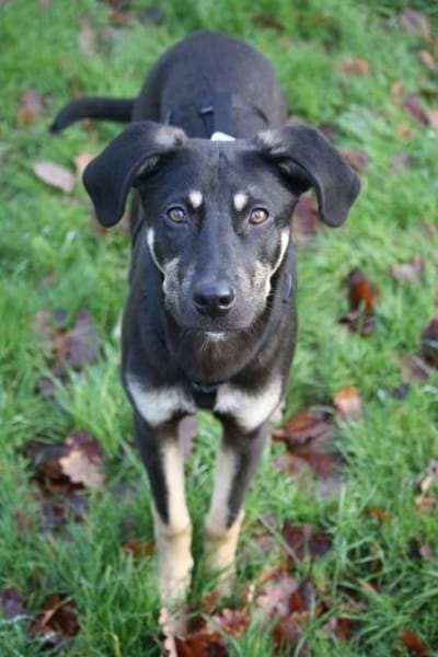 Aufgeweckter Bo auf PS in Leverkusen