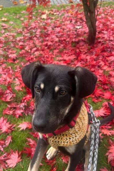 Aufgeweckter Bo auf PS in Leverkusen