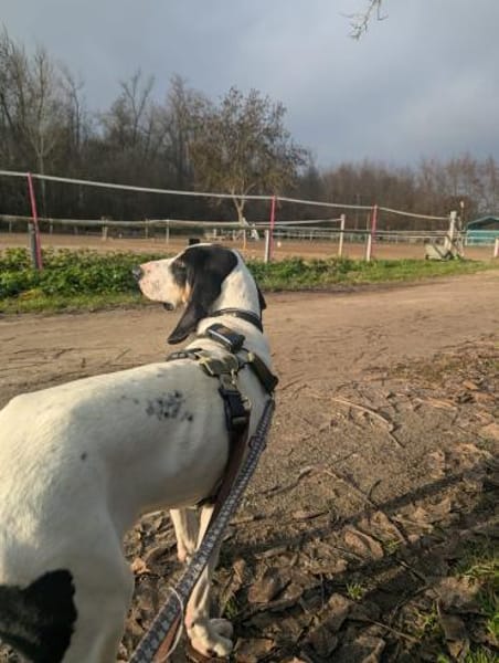 Momo charmanter Herzenshund auf Pflege