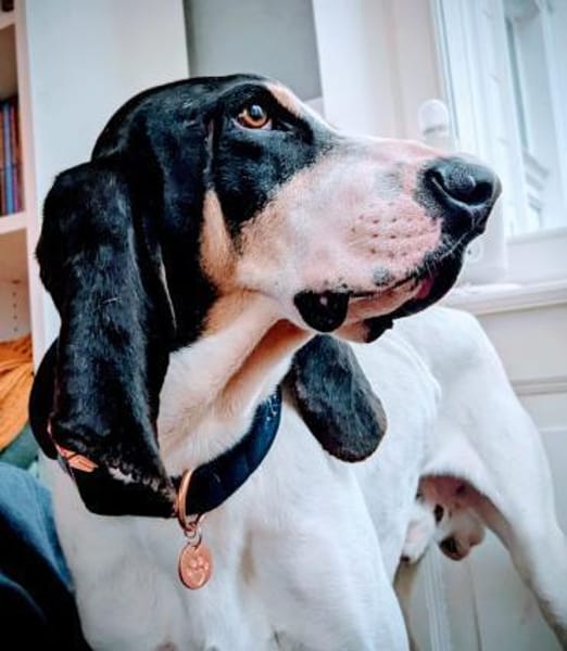 Momo charmanter Herzenshund auf Pflege