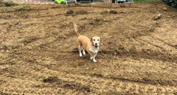 MOCCA -sucht ein hundeerfahrenes Zuhause