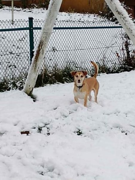 MOCCA -sucht ein hundeerfahrenes Zuhause