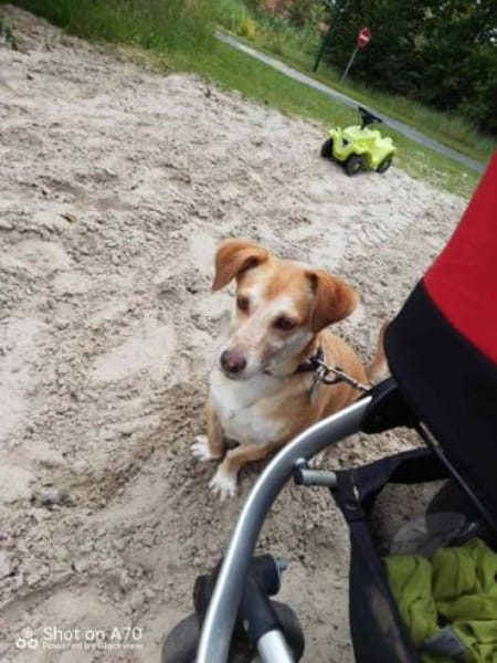 MOCCA -sucht ein hundeerfahrenes Zuhause