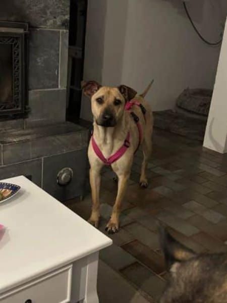 MAUDE -sucht hundeerfahrene Menschen-