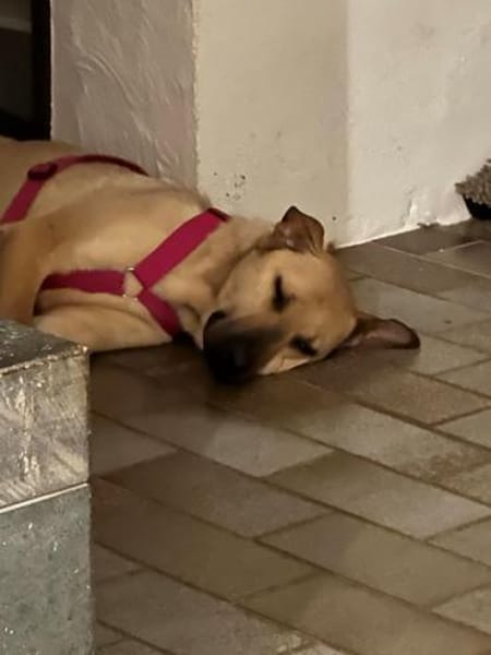 MAUDE -sucht hundeerfahrene Menschen-