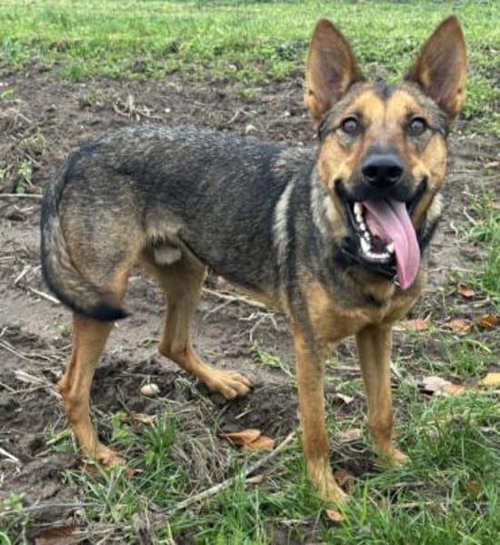 Thor sucht ein Zuhause!