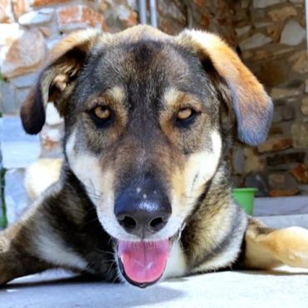 Verschmuster Caesar sucht Zuhause