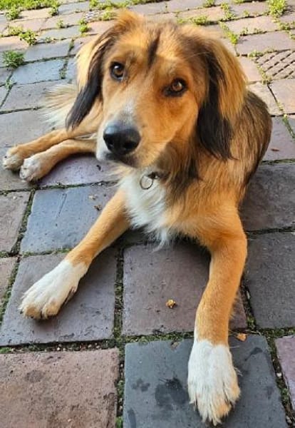 Cliff sucht -seinen Partner-