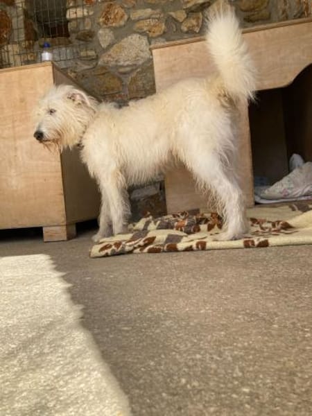 Charly - ein großer Wuschelbär