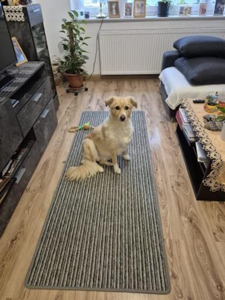 Laika sucht Ihre Familie!