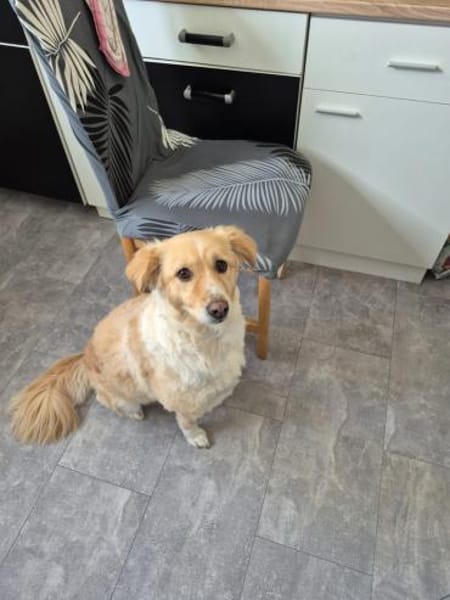 Laika sucht Ihre Familie!