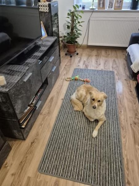 Laika sucht Ihre Familie!