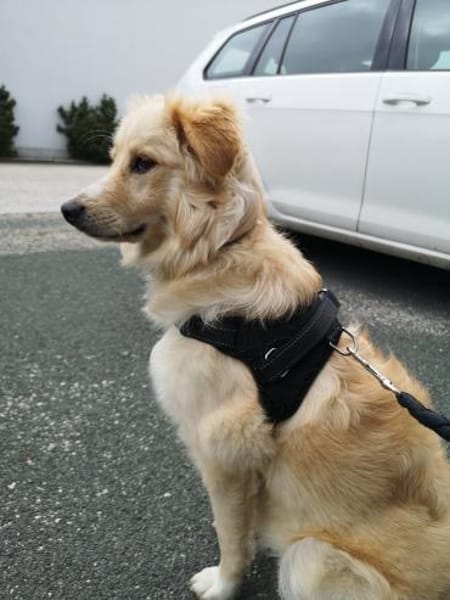 Laika sucht Ihre Familie!