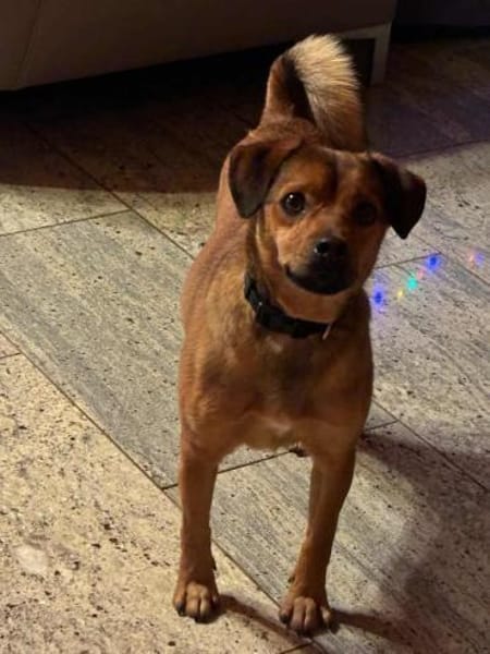 Bodo - hat ein liebes freundliches Wesen