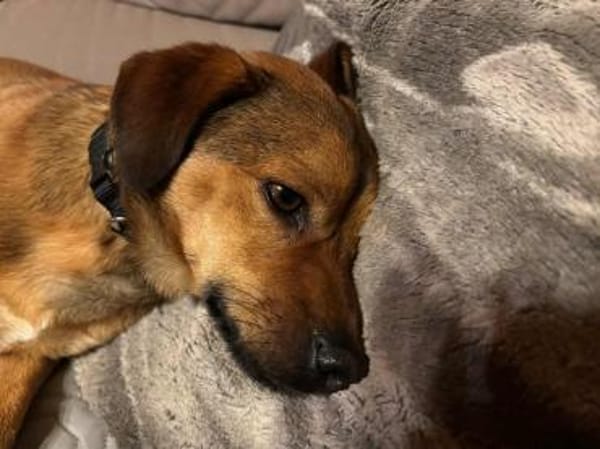 Bodo - hat ein liebes freundliches Wesen