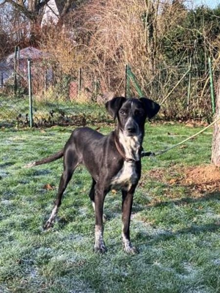 ADJA -Super lieb, fröhlich & aktiv-