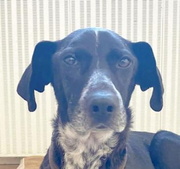 ADJA -Super lieb, fröhlich & aktiv-