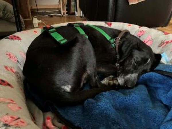 ADJA -Super lieb, fröhlich & aktiv-