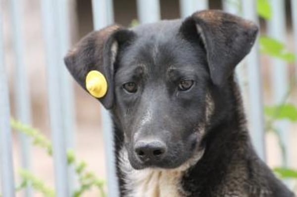 Filly - hübsche Hündin