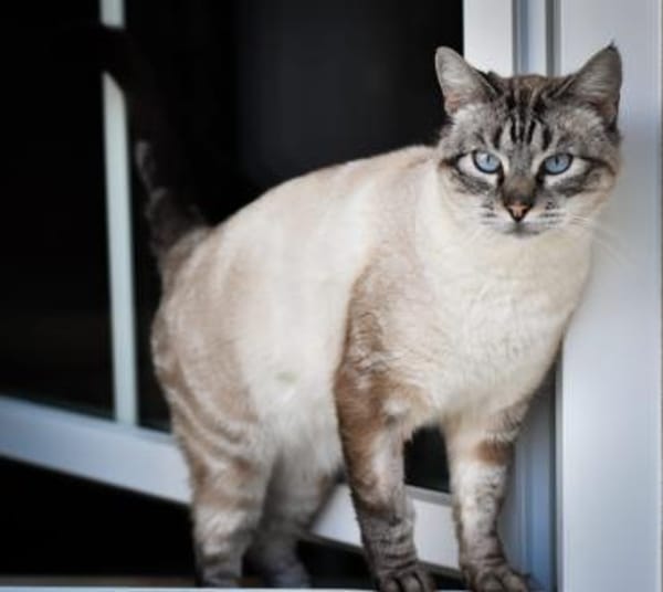 Pichin  Sanfter Siam-Mix-Kater