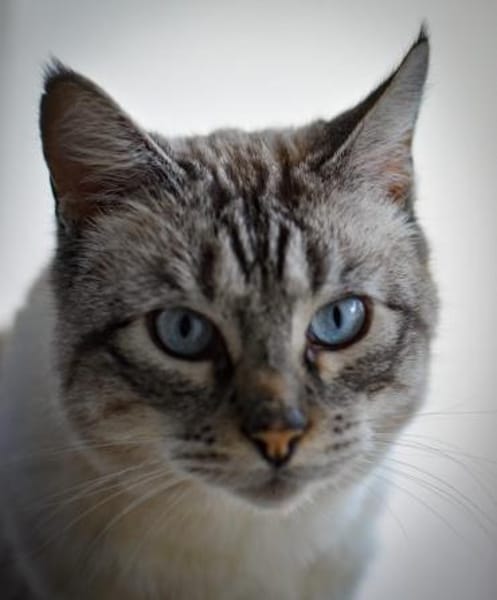 Pichin  Sanfter Siam-Mix-Kater