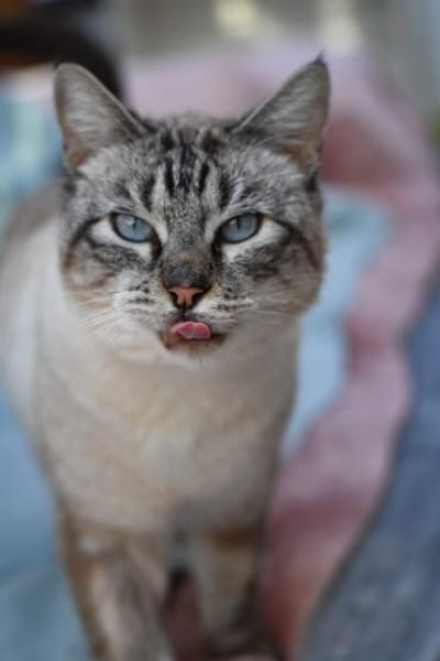 Pichin  Sanfter Siam-Mix-Kater