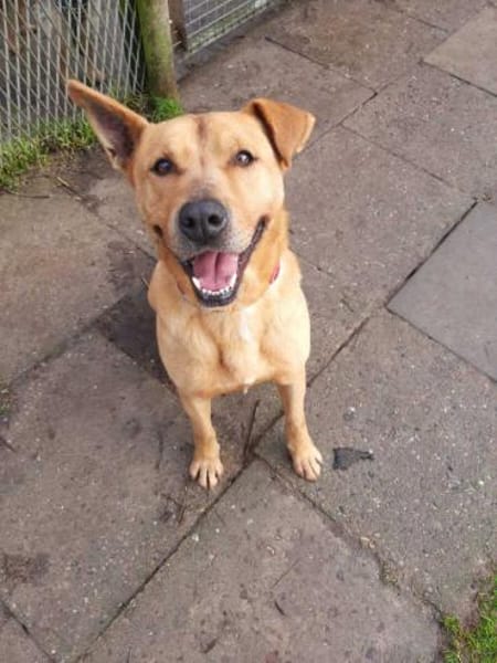 Ozzy - Konsequenz gefragt