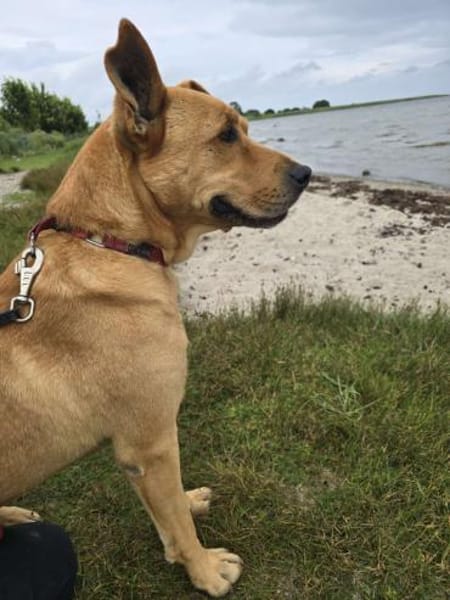 Ozzy - Konsequenz gefragt