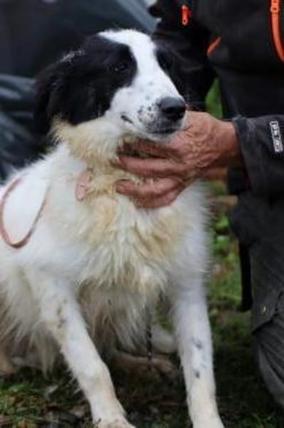 Pingu - hübscher Wuschelrüde