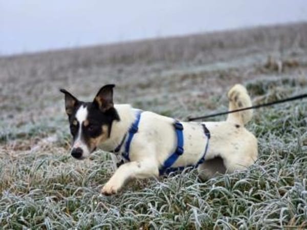 tolle Hündin Triada auf PS in 86637