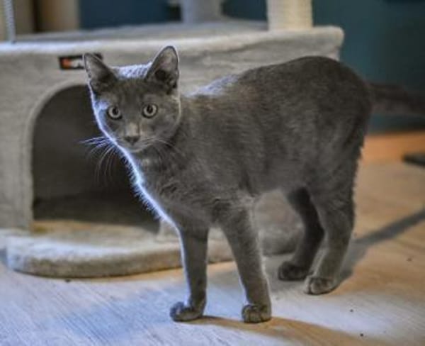 Teo  Süßer Russisch-Blau-Mix-Kater