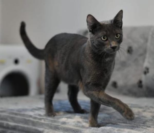 Teo  Süßer Russisch-Blau-Mix-Kater